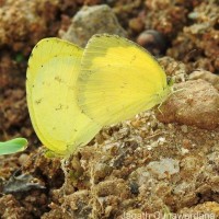 Eurema hecabe Linnaeus, 1764